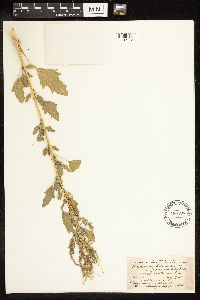 Chenopodium berlandieri image