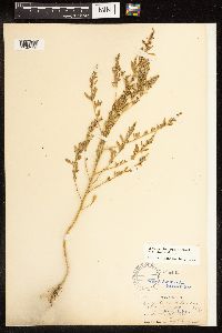 Chenopodium berlandieri image