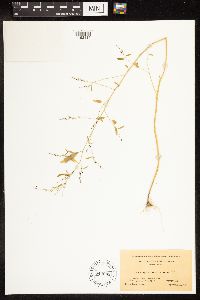 Chenopodium berlandieri image