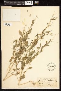 Chenopodium berlandieri image