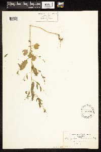 Chenopodium berlandieri image