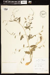 Chenopodium berlandieri image