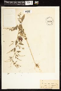 Chenopodium berlandieri image