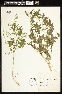 Chenopodium berlandieri image