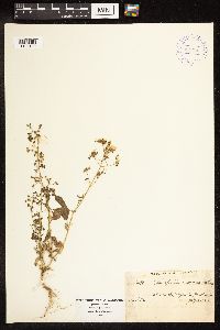 Chenopodium berlandieri image