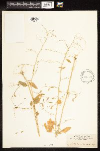 Chenopodium berlandieri image