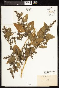 Chenopodium berlandieri image