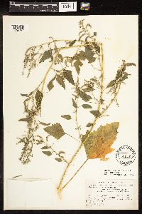 Chenopodium berlandieri image