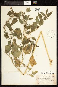 Chenopodium berlandieri image