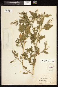 Chenopodium berlandieri image