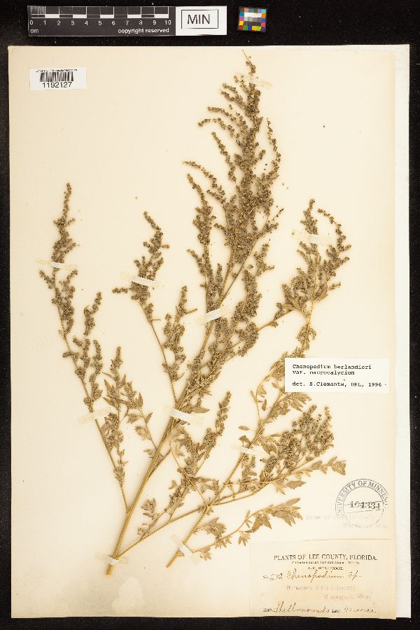 Chenopodium berlandieri var. macrocalycium image