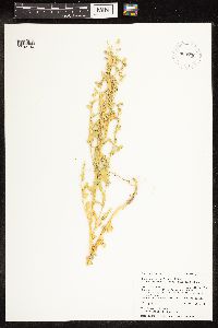 Chenopodium berlandieri image