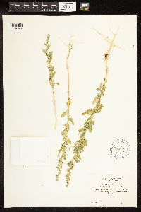Chenopodium berlandieri image