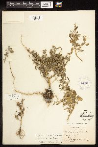 Chenopodium berlandieri image