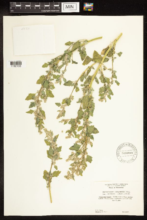 Chenopodium berlandieri image