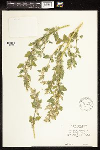 Chenopodium berlandieri var. zschackei image