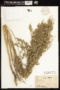 Chenopodium berlandieri image