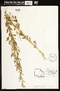 Chenopodium berlandieri image