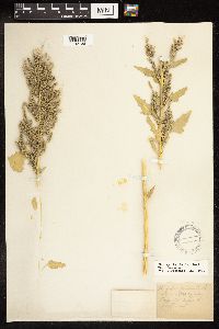 Chenopodium berlandieri image
