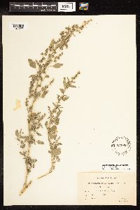 Chenopodium berlandieri image