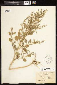 Chenopodium berlandieri image