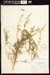 Chenopodium berlandieri image