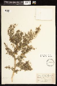 Chenopodium berlandieri image