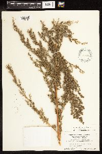Chenopodium berlandieri image