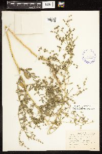 Chenopodium berlandieri image