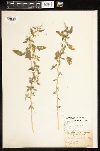 Chenopodium berlandieri image