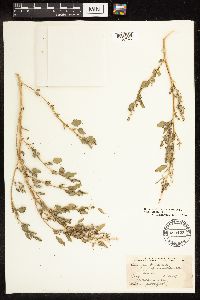 Chenopodium berlandieri image