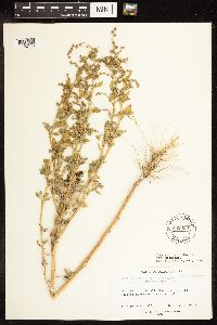 Chenopodium berlandieri image