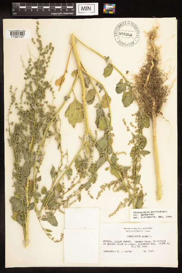 Chenopodium berlandieri var. zschackei image