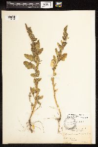 Chenopodium berlandieri image