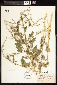 Chenopodium berlandieri image