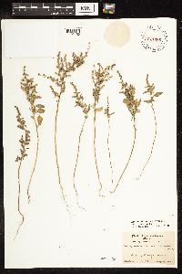 Chenopodium berlandieri image