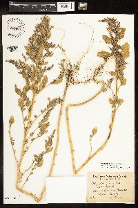 Chenopodium berlandieri image