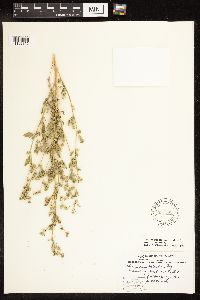 Chenopodium berlandieri image