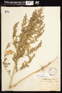 Chenopodium berlandieri image