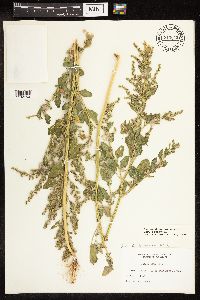 Chenopodium berlandieri image