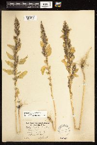 Chenopodium berlandieri image