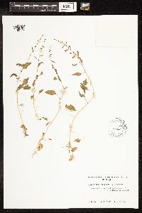 Chenopodium capitatum image