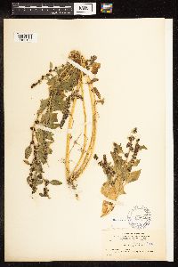 Chenopodium capitatum image