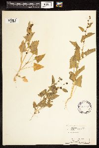 Chenopodium capitatum image