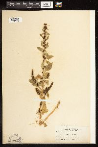 Chenopodium capitatum image
