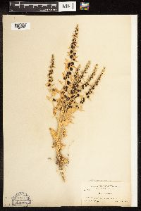 Chenopodium capitatum image