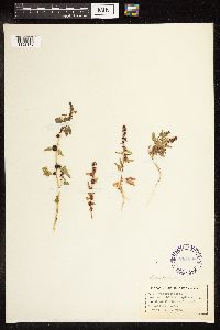 Chenopodium capitatum image