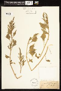 Chenopodium capitatum image
