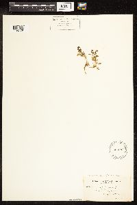 Chenopodium capitatum image