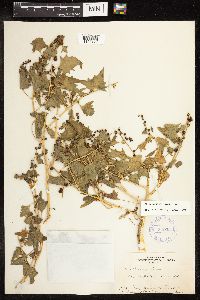 Chenopodium capitatum image